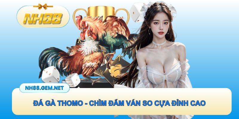 Đá gà Thomo - Chìm đắm cùng những ván so cựa đỉnh cao