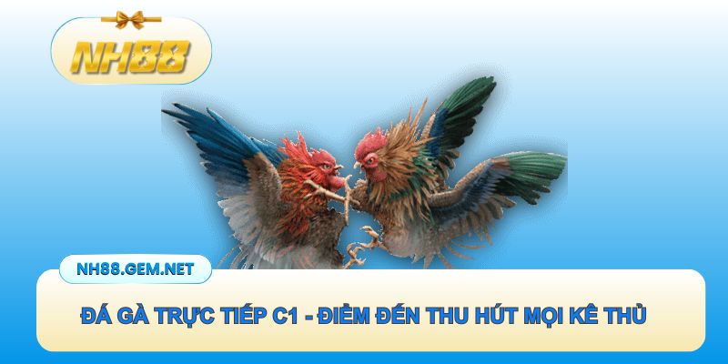 Đá gà trực tiếp C1 - Điểm đến hấp dẫn thu hút mọi kê thủ